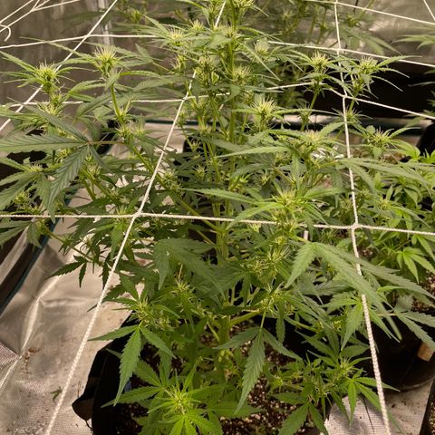 Mimosa X Orange Punch - Barney’s #1  Farm Autoflowers growlog timeline photo