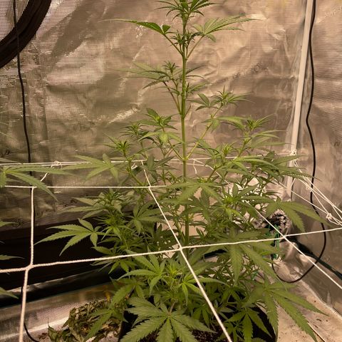 Mimosa X Orange Punch - Barney’s #1  Farm Autoflowers growlog timeline photo