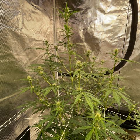Mimosa X Orange Punch - Barney’s #1  Farm Autoflowers growlog timeline photo