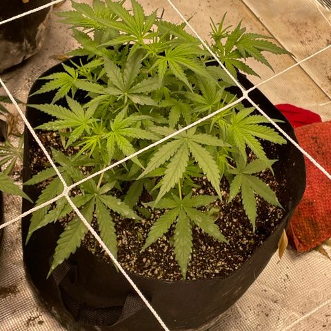 Mimosa X Orange Punch - Barney’s #1  Farm Autoflowers growlog photo: 2 more weeks until harvest time for the Purple Nanners! 2 weeks from today! 