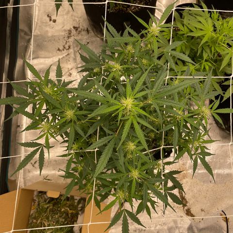 Mimosa X Orange Punch - Barney’s #1  Farm Autoflowers growlog photo: 2 more weeks until harvest time for the Purple Nanners! 2 weeks from today! 