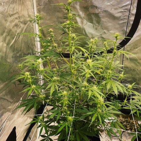 Mimosa X Orange Punch - Barney’s #1  Farm Autoflowers growlog photo: 2 more weeks until harvest time for the Purple Nanners! 2 weeks from today! 