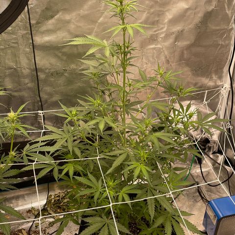 Mimosa X Orange Punch - Barney’s #1  Farm Autoflowers growlog photo: 2 more weeks until harvest time for the Purple Nanners! 2 weeks from today! 