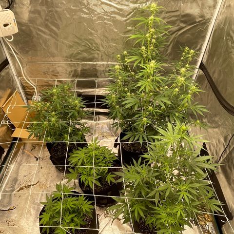 Mimosa X Orange Punch - Barney’s #1  Farm Autoflowers growlog photo: 2 more weeks until harvest time for the Purple Nanners! 2 weeks from today! 