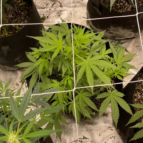 Mimosa X Orange Punch - Barney’s #1  Farm Autoflowers growlog photo: 2 more weeks until harvest time for the Purple Nanners! 2 weeks from today! 