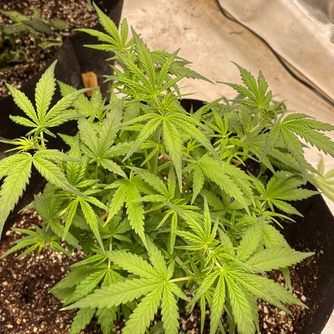 Mimosa X Orange Punch - Barney’s #1  Farm Autoflowers growlog timeline photo