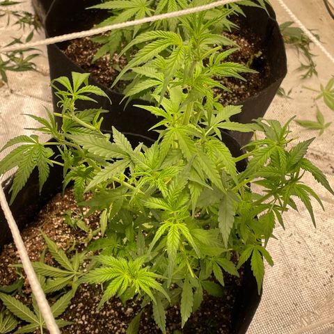 Mimosa X Orange Punch - Barney’s #1  Farm Autoflowers growlog timeline photo
