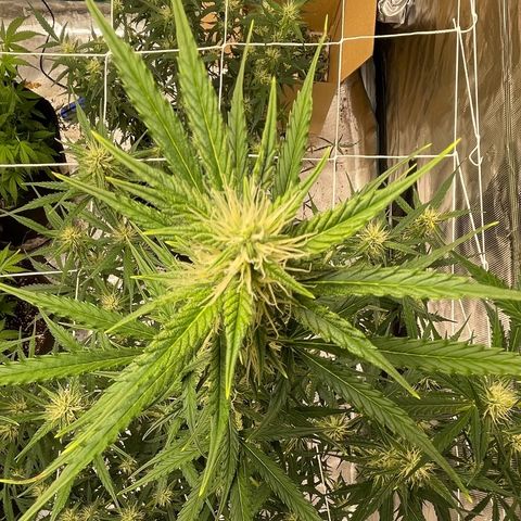 Purple Nanners’ - FastBuds Autoflowers #1 growlog photo: These are looking pretty & smell great. I’m not picking up anything other than gassy myself; however, I’ll have my girl come take a sniffy sniff cuz my nose sometimes broken. 