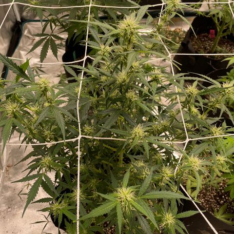 Purple Nanners’ - FastBuds Autoflowers #1 growlog photo: These are looking pretty & smell great. I’m not picking up anything other than gassy myself; however, I’ll have my girl come take a sniffy sniff cuz my nose sometimes broken. 