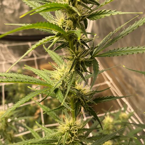 Purple Nanners’ - FastBuds Autoflowers #1 growlog photo: These are looking pretty & smell great. I’m not picking up anything other than gassy myself; however, I’ll have my girl come take a sniffy sniff cuz my nose sometimes broken. 