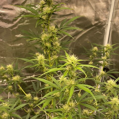 Purple Nanners’ - FastBuds Autoflowers #1 growlog photo: These are looking pretty & smell great. I’m not picking up anything other than gassy myself; however, I’ll have my girl come take a sniffy sniff cuz my nose sometimes broken. 