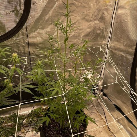 Purple Nanners’ - FastBuds Autoflowers #1 growlog photo: These are looking pretty & smell great. I’m not picking up anything other than gassy myself; however, I’ll have my girl come take a sniffy sniff cuz my nose sometimes broken. 