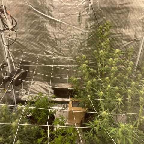 Mimosa X Orange Punch - Barney’s #1  Farm Autoflowers growlog timeline photo