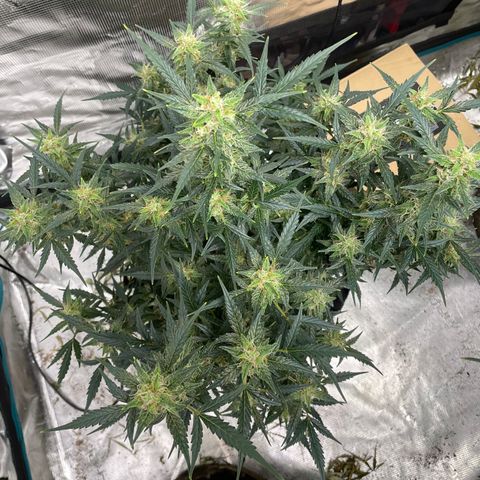 Purple Nanners’ - FastBuds Autoflowers #1 growlog photo: Whoo! I’m getting excited 