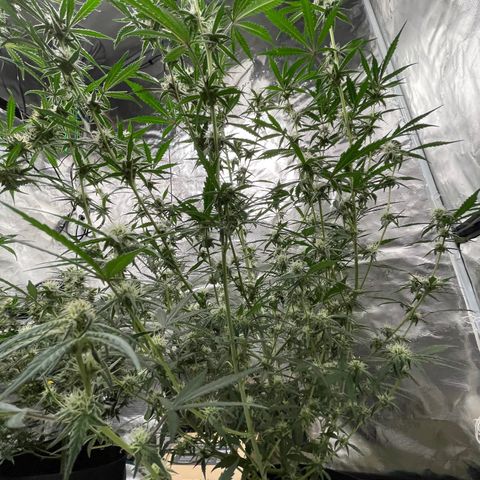 Purple Nanners’ - FastBuds Autoflowers #1 growlog photo: Whoo! I’m getting excited 