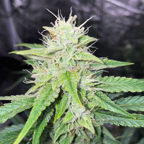 Purple Nanners’ - FastBuds Autoflowers #1 growlog photo: Whoo! I’m getting excited 