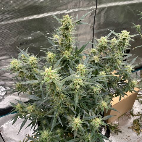 Purple Nanners’ - FastBuds Autoflowers #1 growlog photo: Whoo! I’m getting excited 