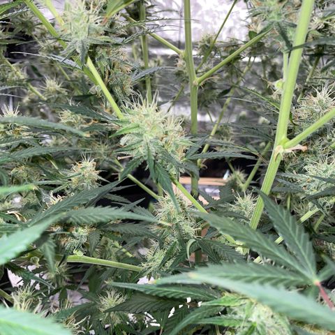 Purple Nanners’ - FastBuds Autoflowers #1 growlog photo: Whoo! I’m getting excited 