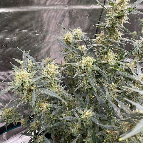 Purple Nanners’ - FastBuds Autoflowers #1 growlog photo: Whoo! I’m getting excited 