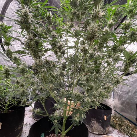Purple Nanners’ - FastBuds Autoflowers #1 growlog photo: Whoo! I’m getting excited 