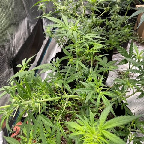 Mimosa X Orange Punch - Barney’s #1  Farm Autoflowers growlog photo: These ladies are looking a lot better since the major defoliation & some LST