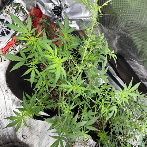 Mimosa X Orange Punch - Barney’s #1  Farm Autoflowers growlog photo: These ladies are looking a lot better since the major defoliation & some LST