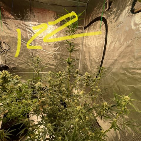 Purple Nanners’ - FastBuds Autoflowers #3 growlog photo