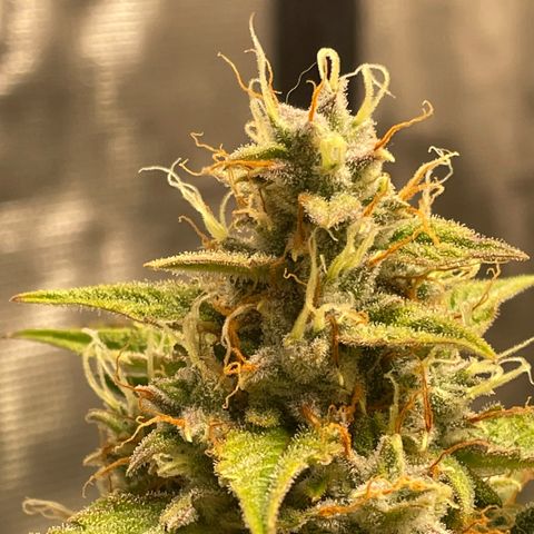 Purple Nanners’ - FastBuds Autoflowers #1 growlog photo: Starting to see some purple come out