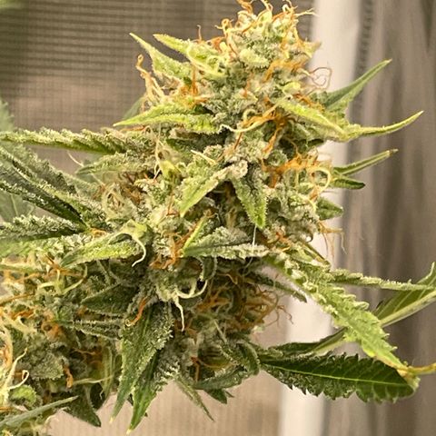 Purple Nanners’ - FastBuds Autoflowers #1 growlog photo: Starting to see some purple come out