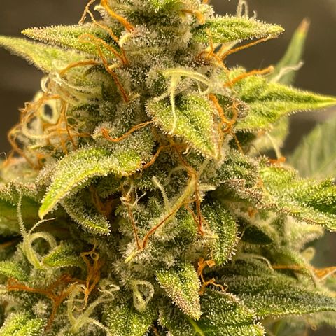 Purple Nanners’ - FastBuds Autoflowers #1 growlog photo: Starting to see some purple come out