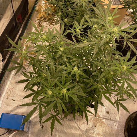Mimosa X Orange Punch - Barney’s #1  Farm Autoflowers growlog timeline photo