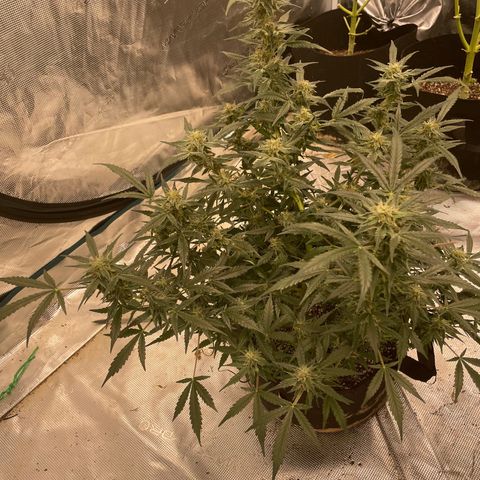 Mimosa X Orange Punch - Barney’s #1  Farm Autoflowers growlog photo: These are the last two ladies spending some quality time in the  tent. I’m checking the trichomes to see how those are looking on the one with about 50/50 orange hairs. The other still ain’t ready but I began flushing the one with Orange today 