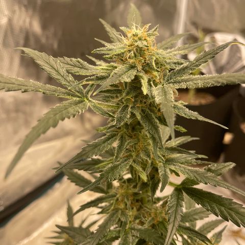 Mimosa X Orange Punch - Barney’s #1  Farm Autoflowers growlog photo: These are the last two ladies spending some quality time in the  tent. I’m checking the trichomes to see how those are looking on the one with about 50/50 orange hairs. The other still ain’t ready but I began flushing the one with Orange today 