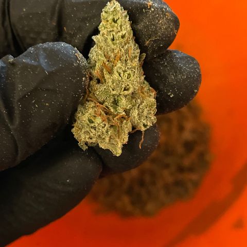Purple Nanners’ - FastBuds Autoflowers #1 growlog photo: Some of the trimmed bud from this plant