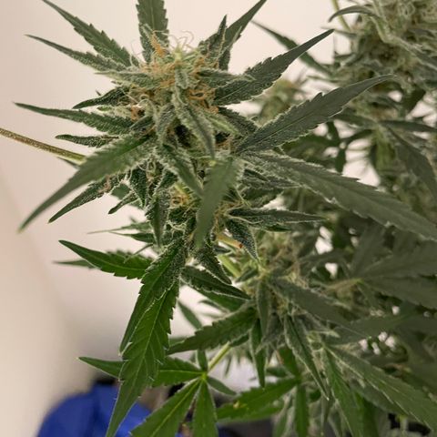Mimosa X Orange Punch - Barney’s #2 growlog timeline photo