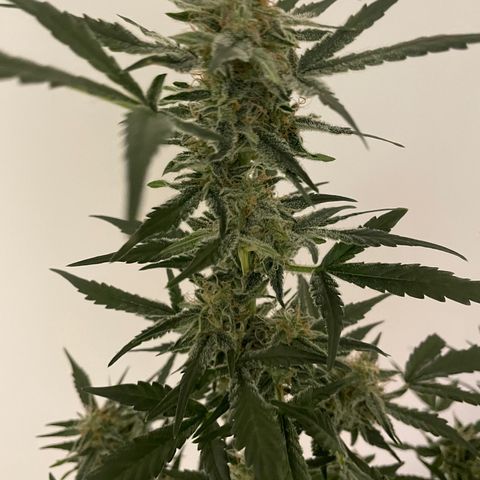 Mimosa X Orange Punch - Barney’s #2 growlog timeline photo