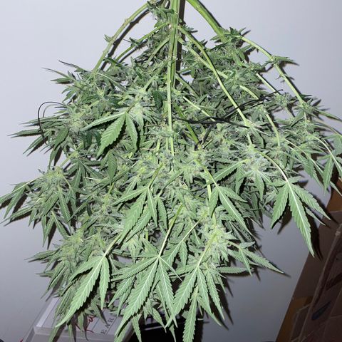 Mimosa X Orange Punch - Barney’s #2 growlog timeline photo