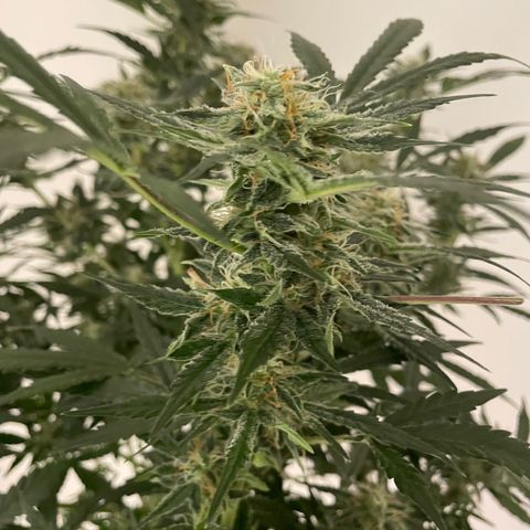 Mimosa X Orange Punch - Barney’s #2 growlog timeline photo