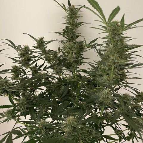 Mimosa X Orange Punch - Barney’s #2 growlog timeline photo