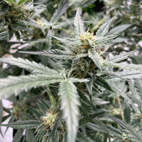Mimosa X Orange Punch - Barney’s #2 growlog timeline photo