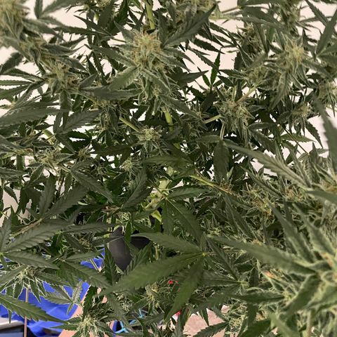 Mimosa X Orange Punch - Barney’s #2 growlog timeline photo