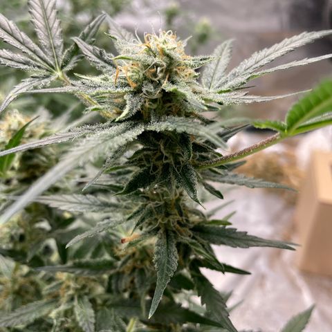 Mimosa X Orange Punch - Barney’s #2 growlog timeline photo