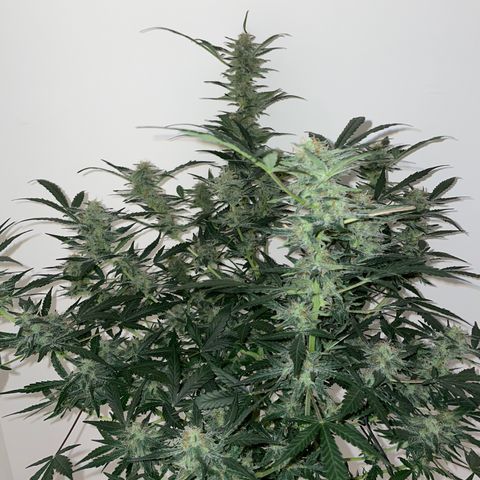 Mimosa X Orange Punch - Barney’s #2 growlog timeline photo