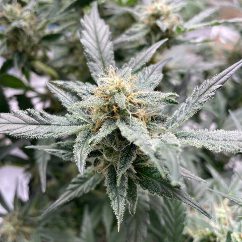 Mimosa X Orange Punch - Barney’s #2 growlog timeline photo