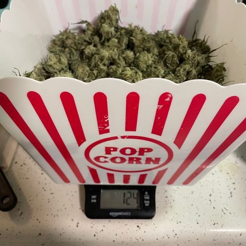 Purple Nanners’ - FastBuds Autoflowers #3 growlog photo: Untrimmed final weight photo