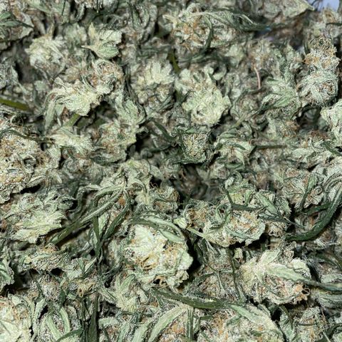 Purple Nanners’ - FastBuds Autoflowers #3 growlog photo: Untrimmed final weight photo