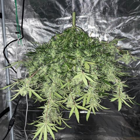 Mimosa X Orange Punch - Barney’s #1  Farm Autoflowers growlog photo: The last lady in the tent! 