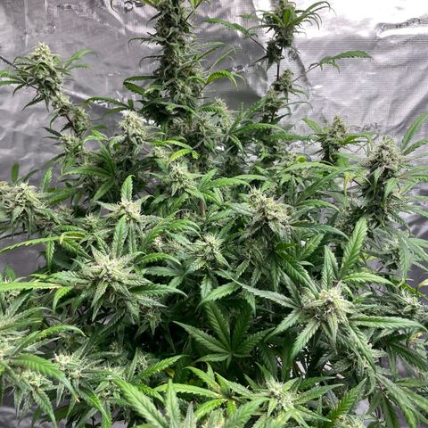 Mimosa X Orange Punch - Barney’s #1  Farm Autoflowers growlog photo: The last lady in the tent! 