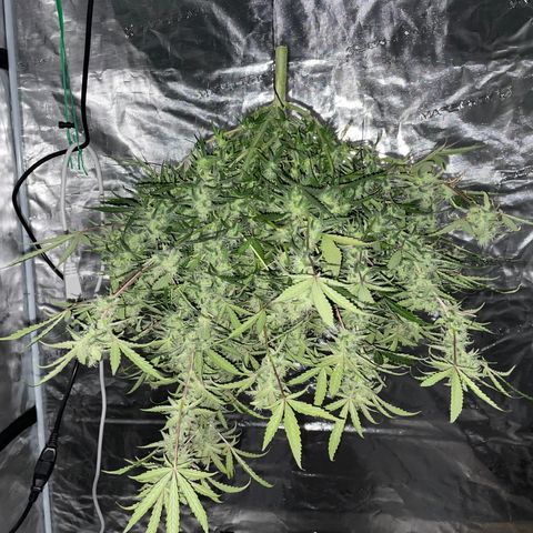 Mimosa X Orange Punch - Barney’s #1  Farm Autoflowers growlog in The Den (5x5)