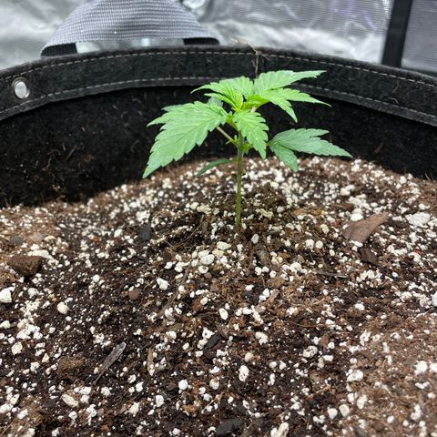 Scream Cream #1 growlog photo: Going to mark this one as veg. Starting to p/u speed. Great strength, great form. 